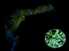 [Figure 1]
